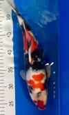 Koi
