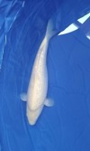 Koi
