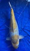 Koi