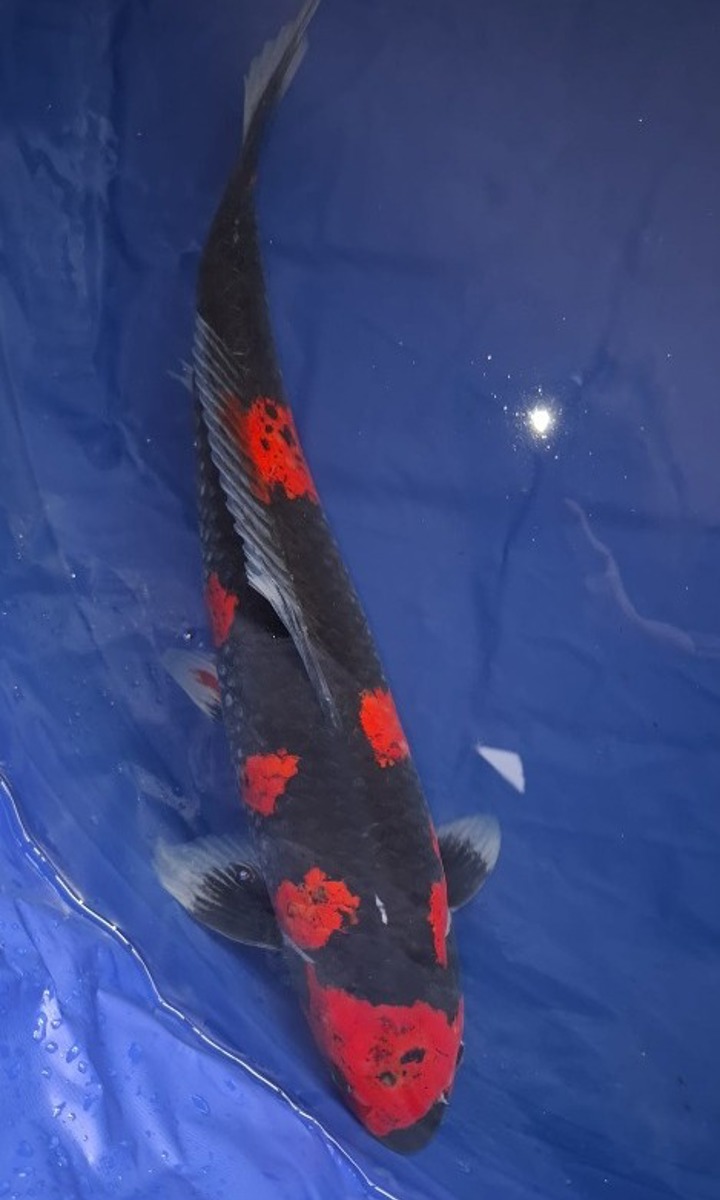 Koi picture
