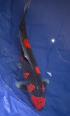 Koi