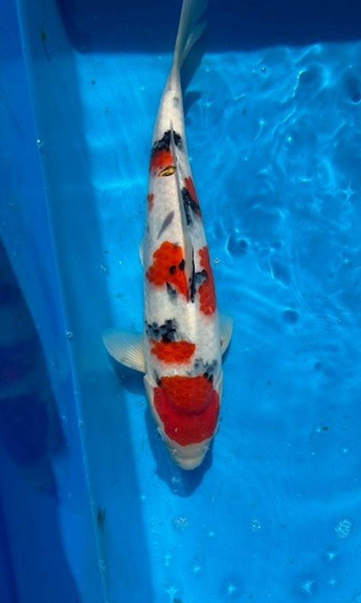 Koi picture
