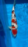 Koi