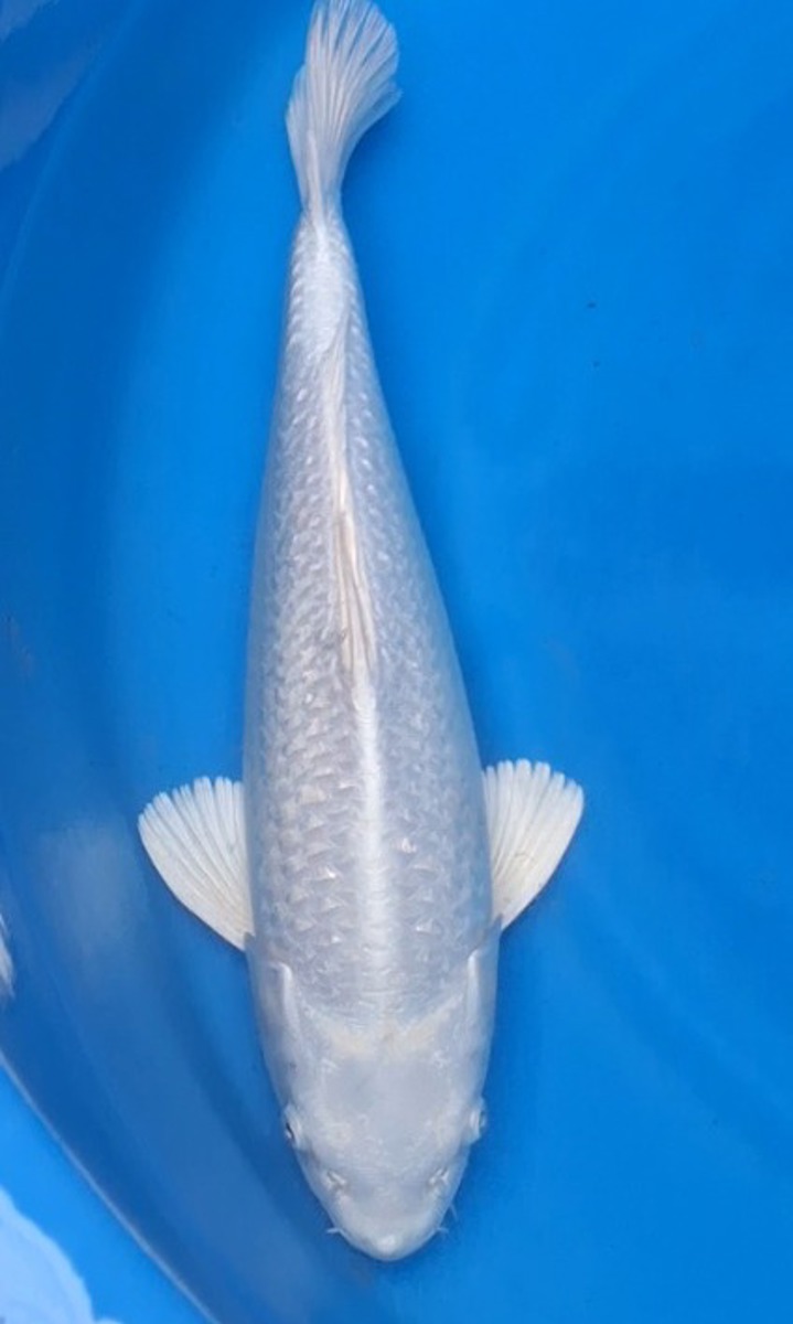 Koi picture