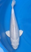 Koi