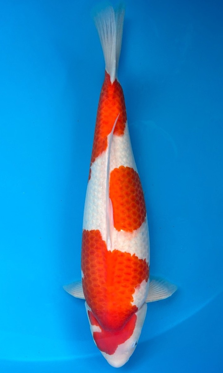 Koi picture