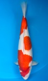 Koi