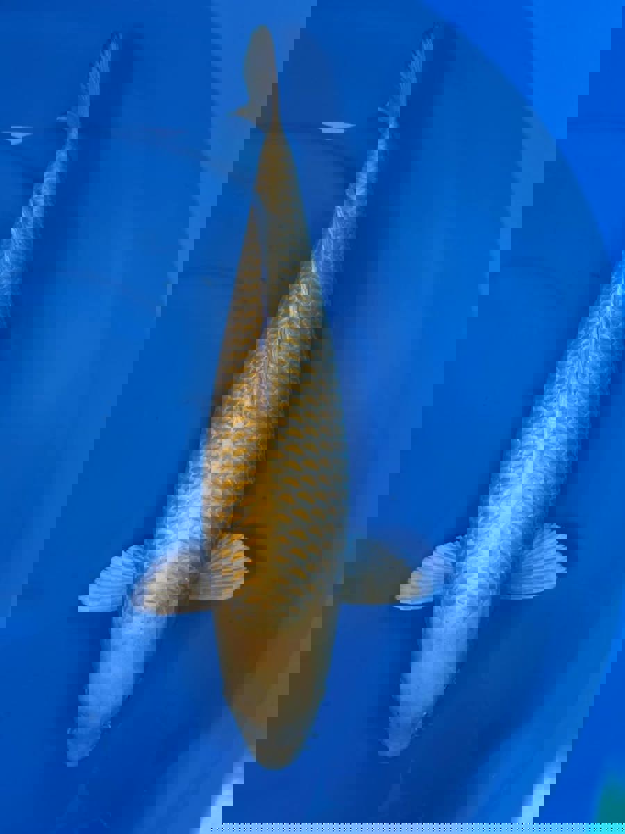 Koi picture