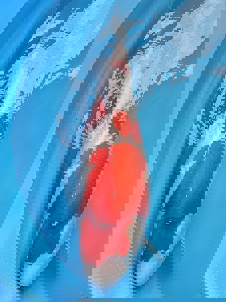 Koi picture