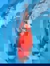 Koi