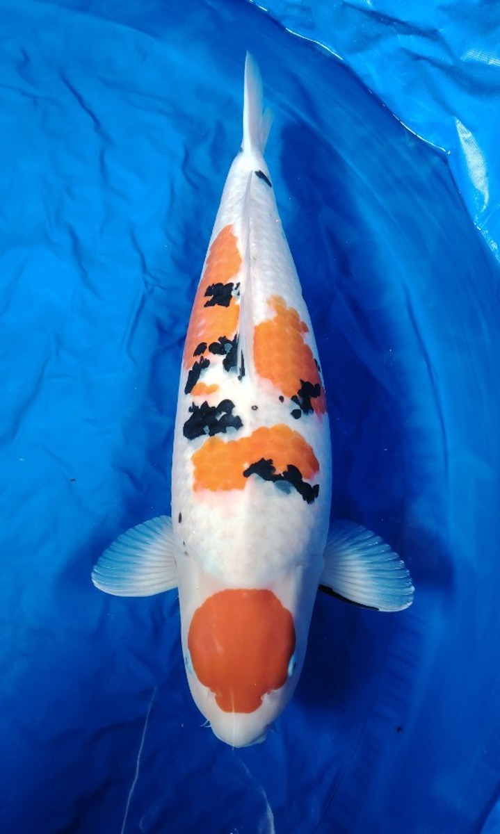 Koi picture