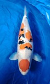 Koi