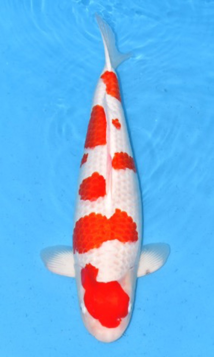 Koi picture