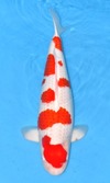 Koi