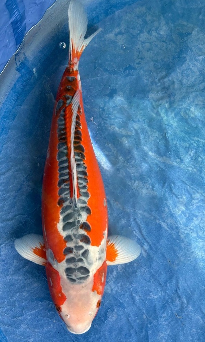 Koi picture
