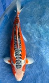 Koi