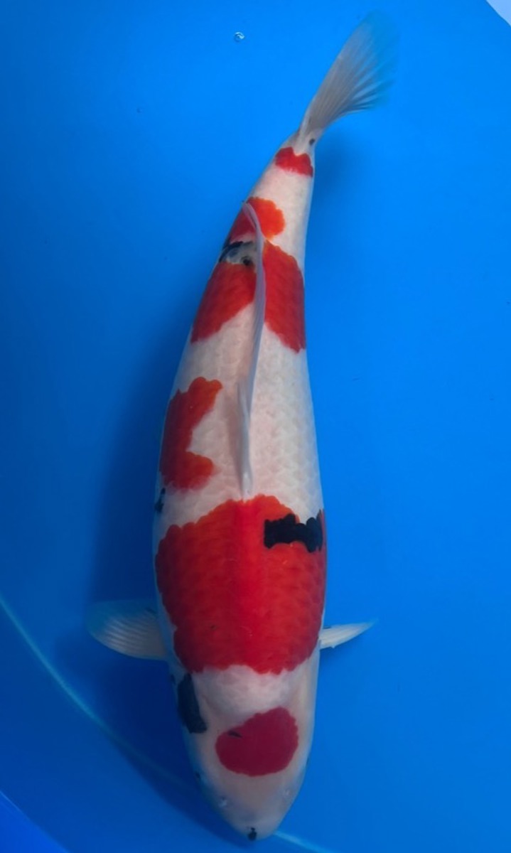 Koi picture