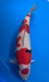 Koi