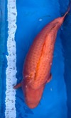 Koi