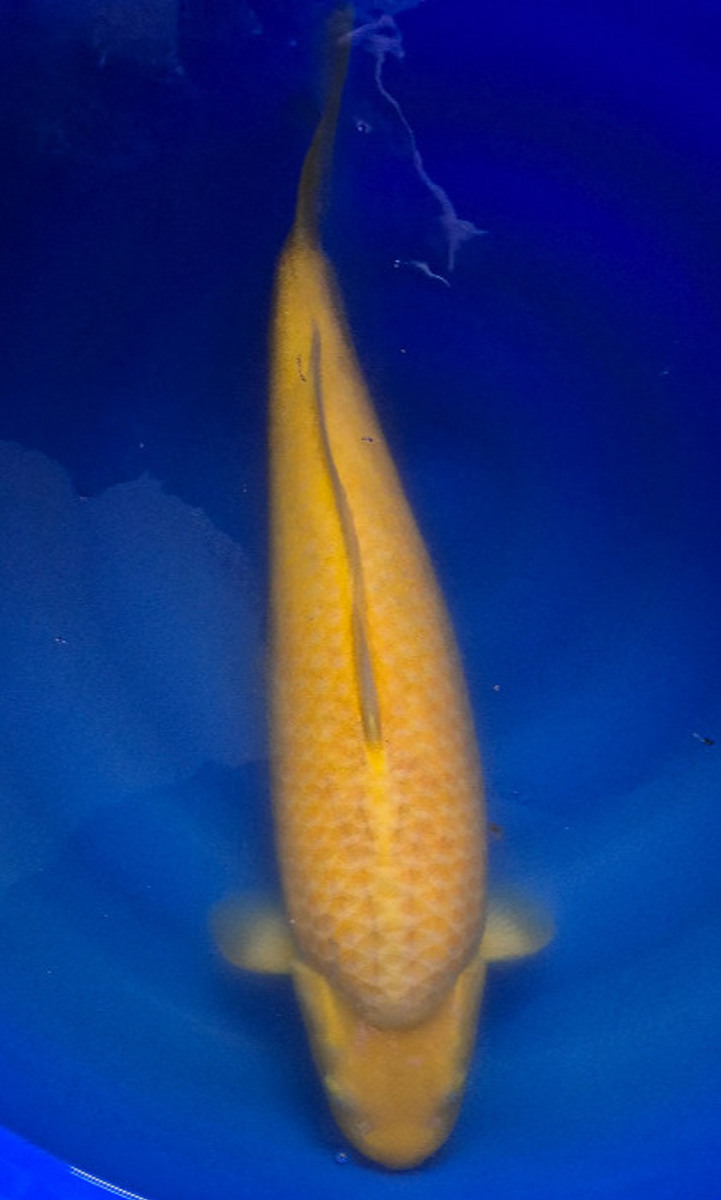 Koi picture