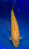 Koi
