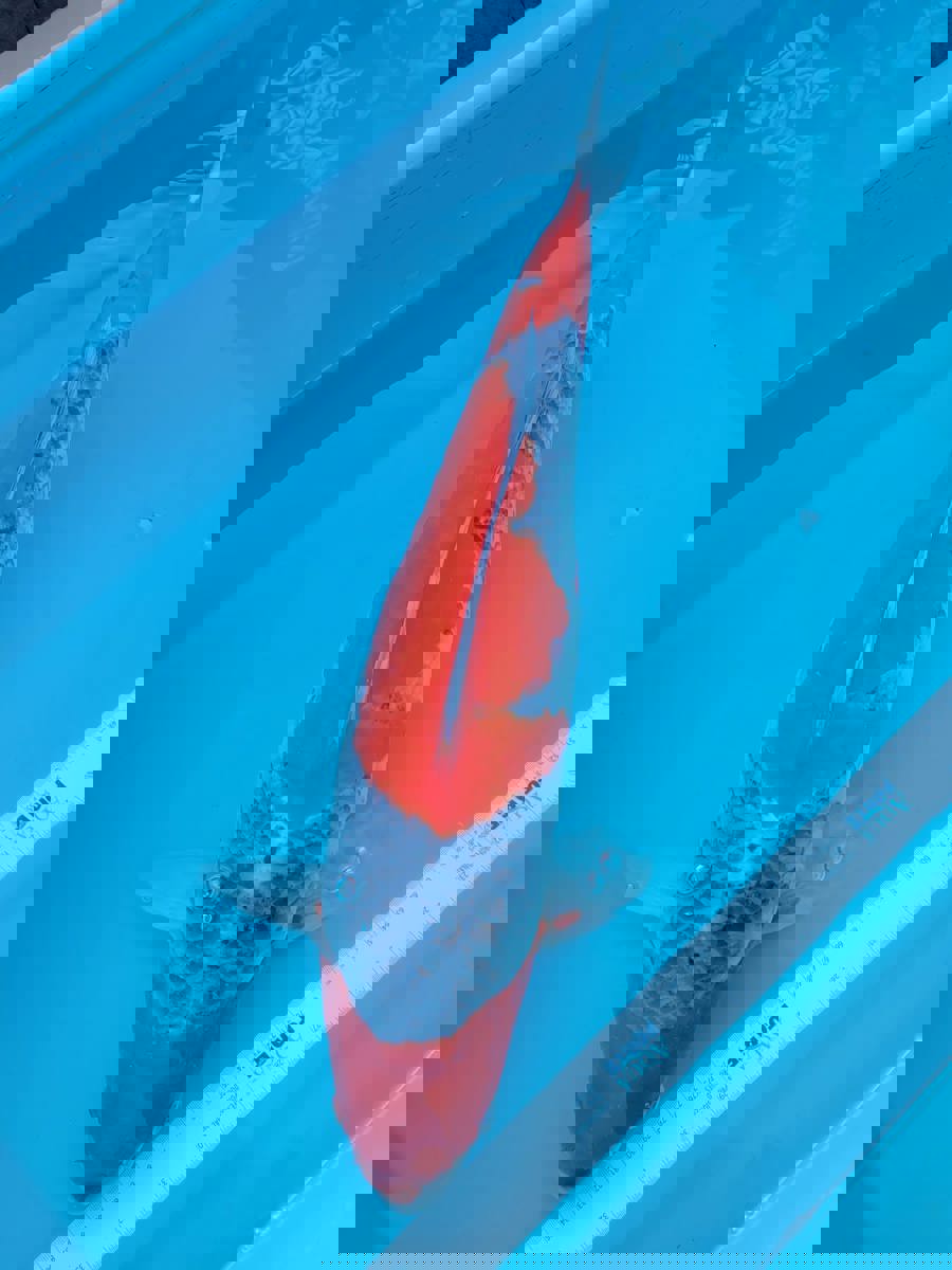 Koi picture