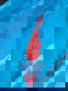 Koi
