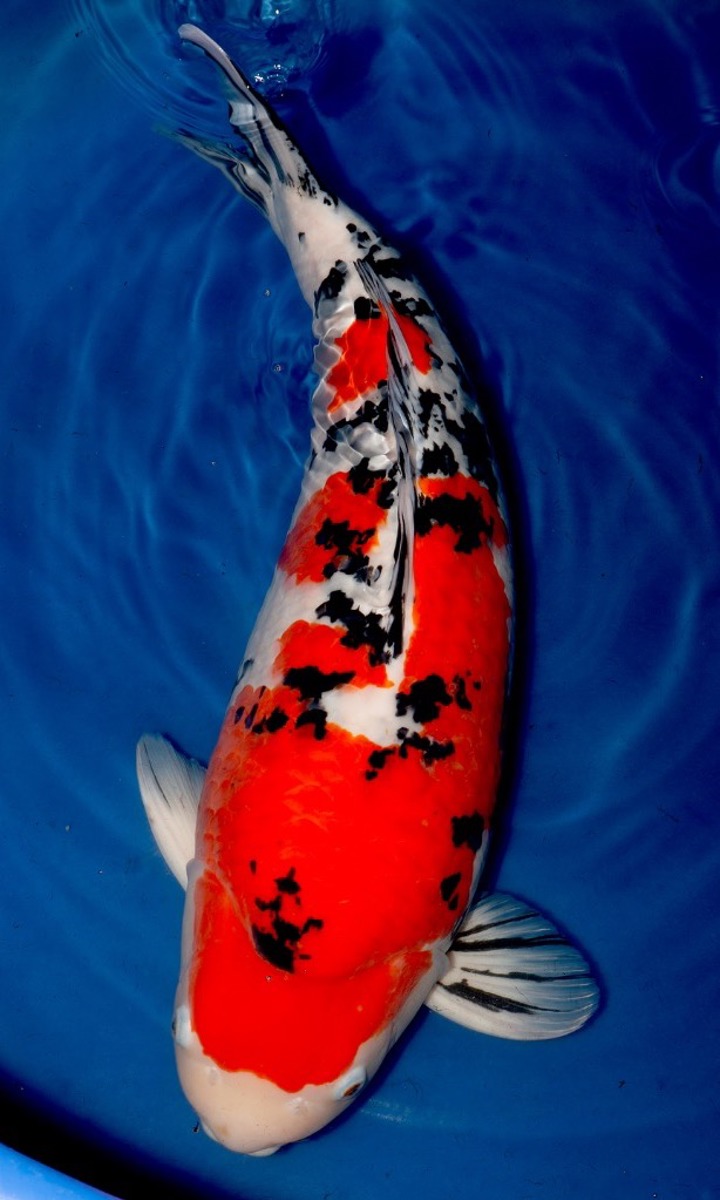 Koi picture