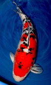 Koi