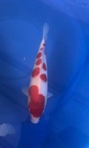 Koi