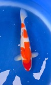 Koi