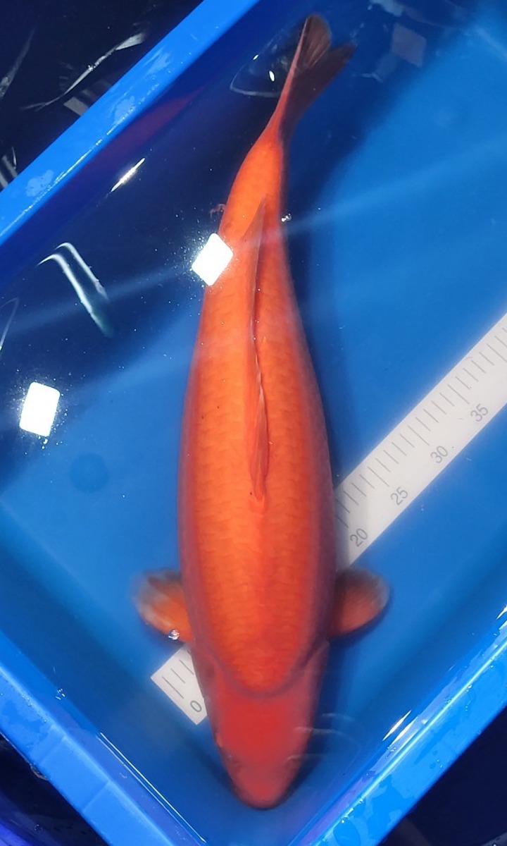 Koi picture