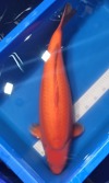 Koi