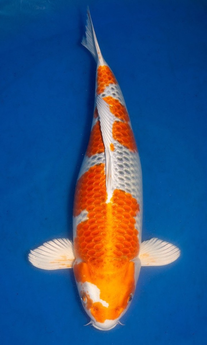 Koi picture
