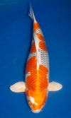 Koi