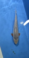 Koi