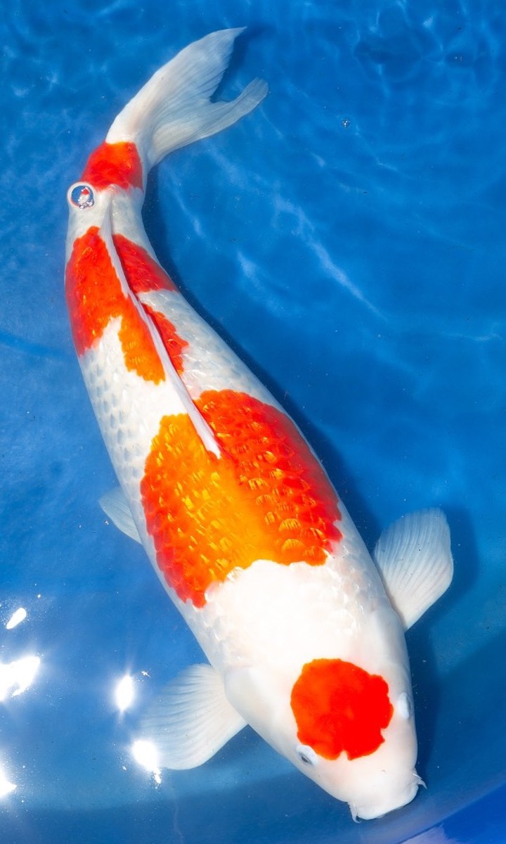 Koi picture