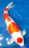 Koi
