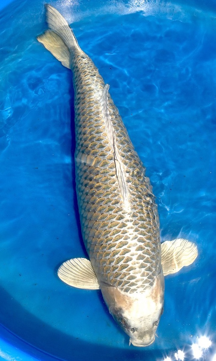 Koi picture