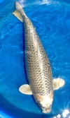Koi