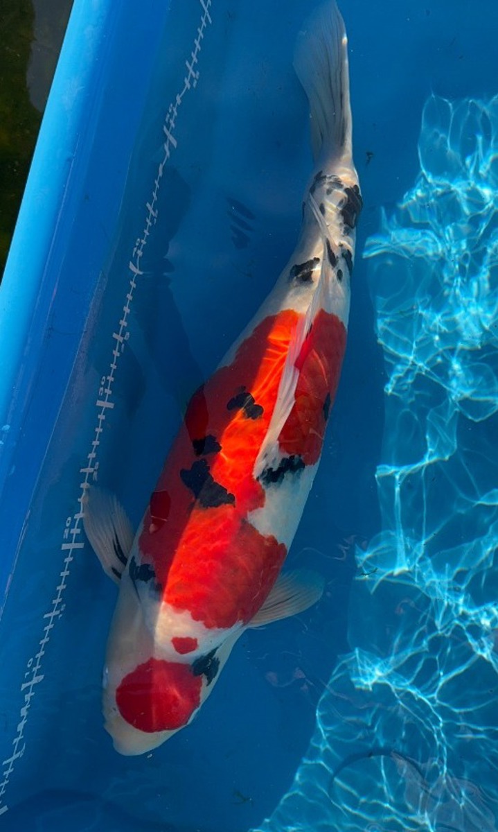 Koi picture