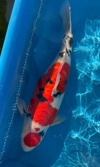 Koi
