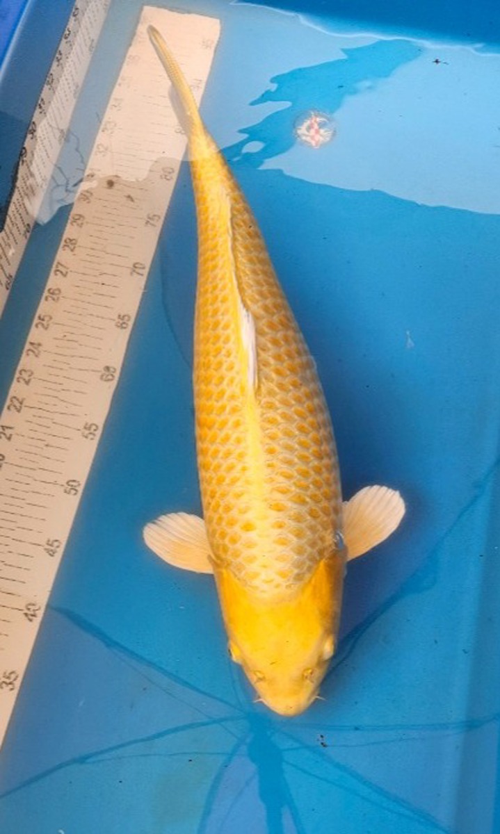 Koi picture