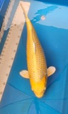 Koi
