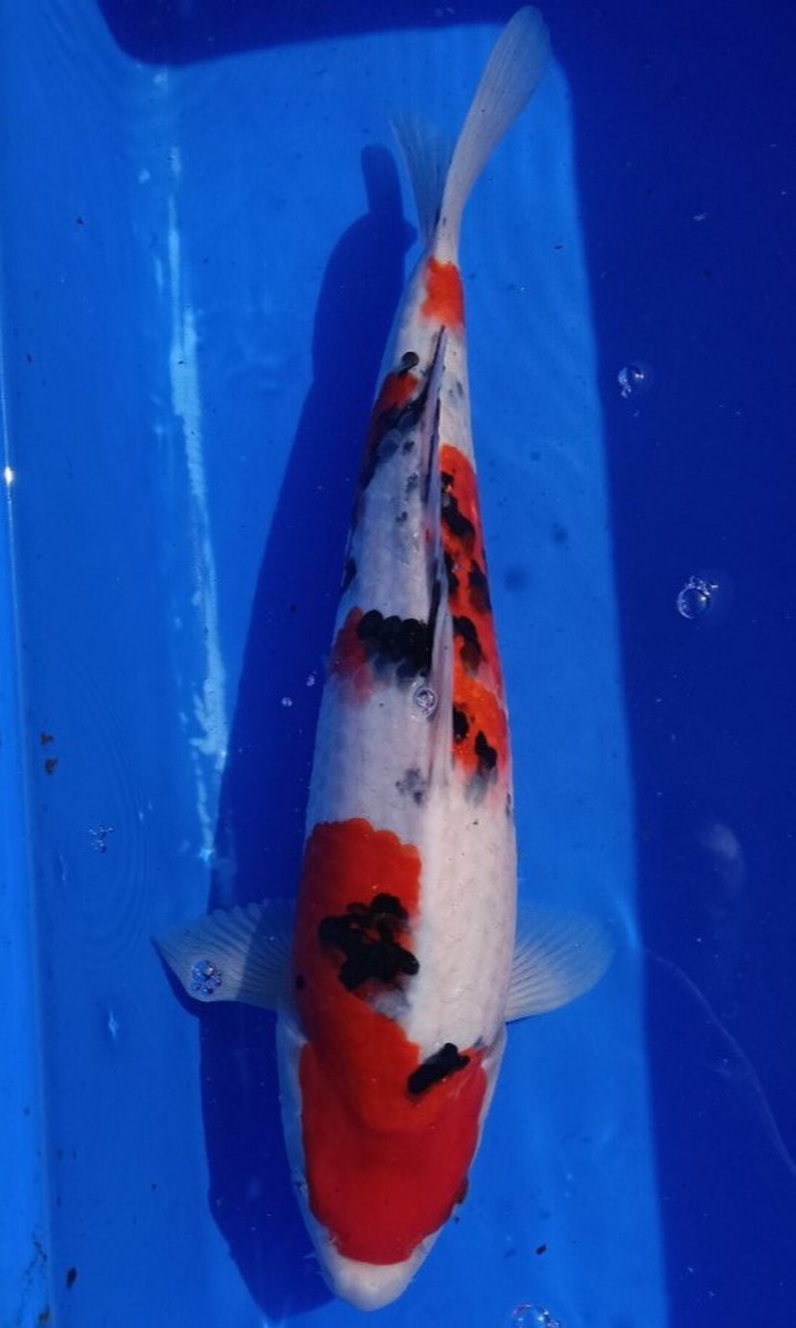 Koi picture
