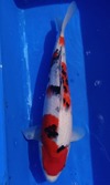 Koi
