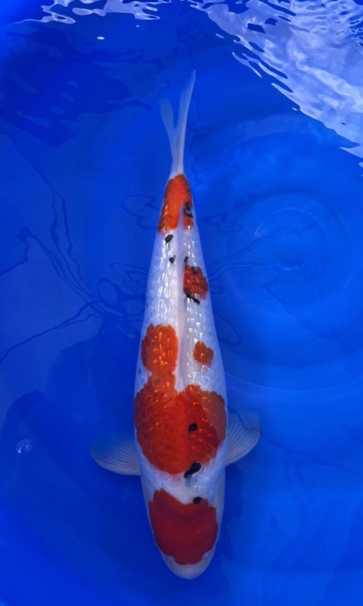 Koi picture