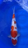 Koi