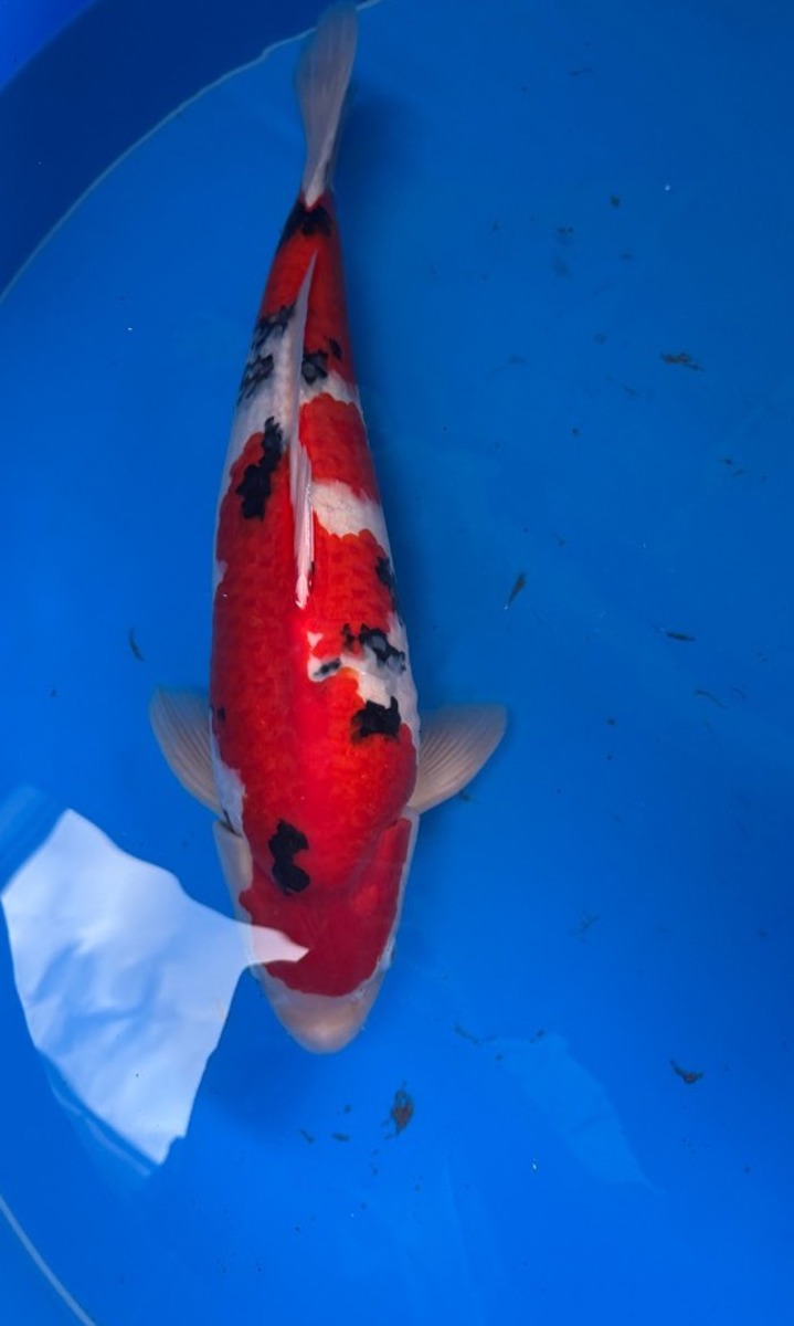 Koi picture