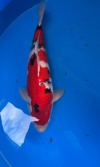 Koi